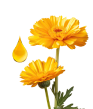 Soothing Calendula Extract